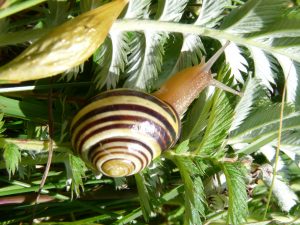 Aoife Banded snail2